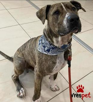 Ράτσα: Άλλη Ράτσα | Ηλικία: 4 ετών | Φύλο: Αρσενικό | Αρ. Microchip: 9810021232121212 | Περιοχή: Αττική